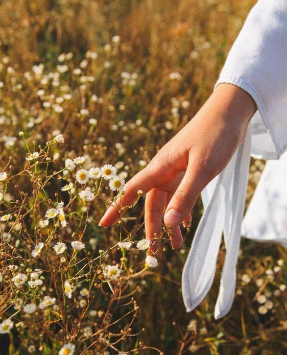 Chamomile in Skincare